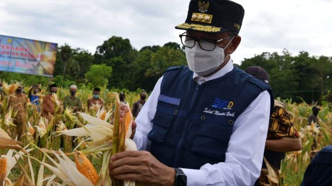 Gubernur Sulsel Nurdin Abdullah melakukan panen jagung hibrida NASA 29 di Kabupaten Bone, Sulawesi Selatan, Minggu 14 Februari 2021 / [Humas Pemprov Sulsel]