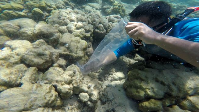 KKP Lepaskan Ratusan Ribu Benih Lobster di Perairan Padang