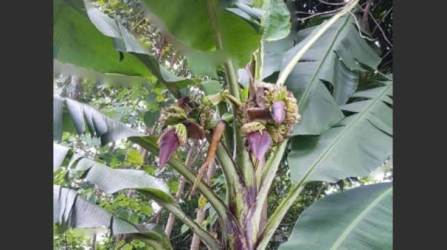 Unik! Ada Lagi Satu Pohon Pisang Bertandan Tiga di Ponorogo