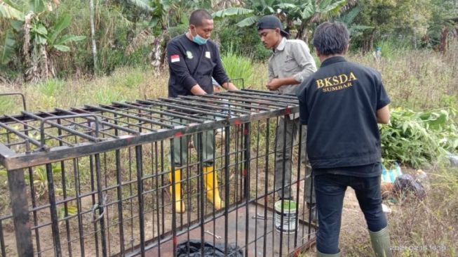 Teror Beruang Madu di Kelok 44 Agam, BKSDA Pasang Perangkap