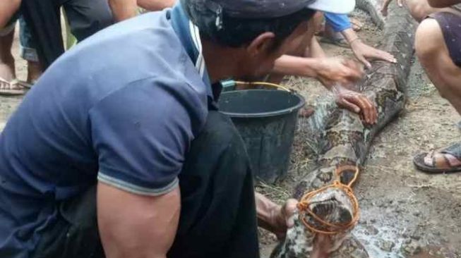 Sering Makan Anjing, Ular Piton Panjang 7 Meter Dijerat Warga Agam