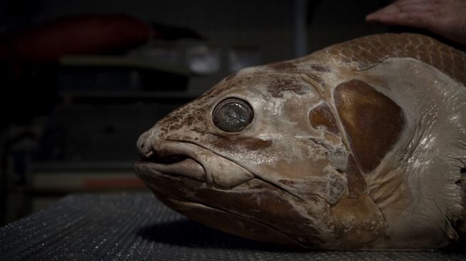 Ikan coelacanth. [Christophe Archambault/AFP]