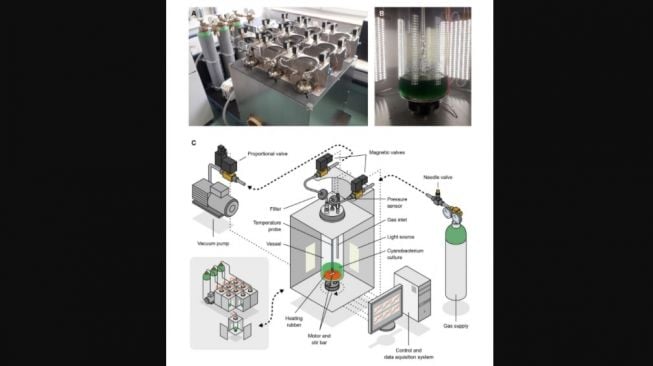 Eksperimen terbaru cyanobacteria atau alga biru-hijau bantu kehidupan manusia di Mars. [Eurakalert]