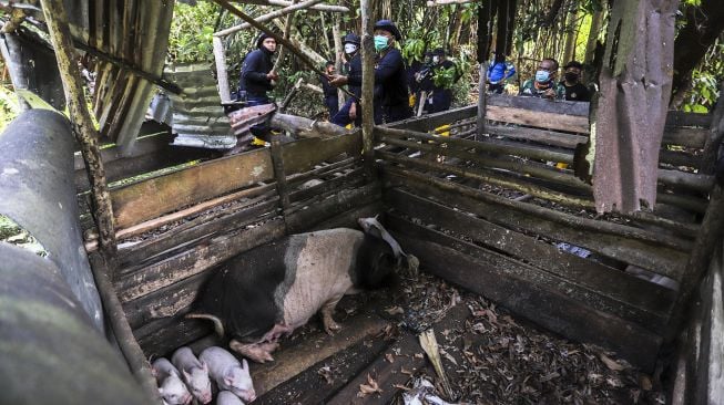 Petugas membongkar paksa kandang babi di kawasan Bandara Hang Nadim, Batam, Kepulauan Riau (Kepri), Selasa (16/2/2021). ANTARAFOTO/Teguh Prihatna
