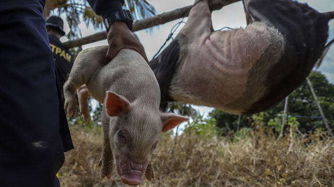 Petugas mengamankan hewan ternak babi di kawasan Bandara Hang Nadim, Batam, Kepulauan Riau (Kepri), Selasa (16/2/2021). ANTARAFOTO/Teguh Prihatna
