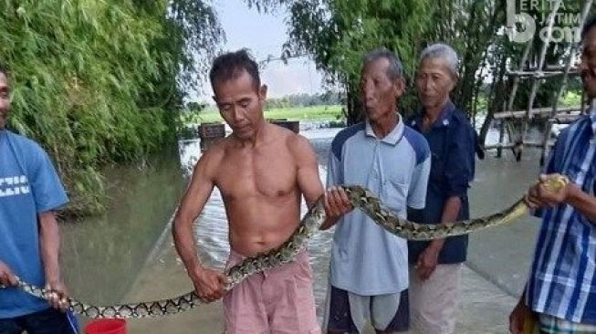 Banjir Jombang, Warga Geger Kemunculan Ular Sowo