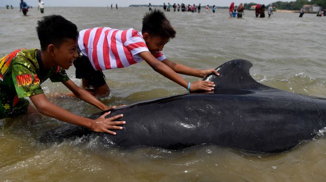 Duah anak mendorong Paus Pilot Sirip Pendek (Globicephala macrorhynchus) yang terdampar di Pantai Modung, Bangkalan, Jawa Timur, Jumat (19/2/2021).  ANTARA FOTO/Zabur Karuru