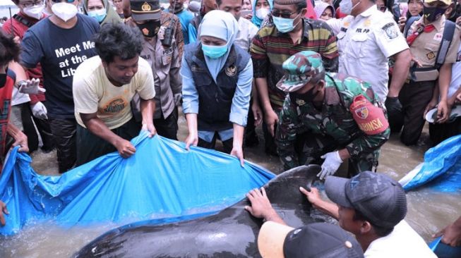 Puluhan Paus Terdampar di Pantai Selatan Madura