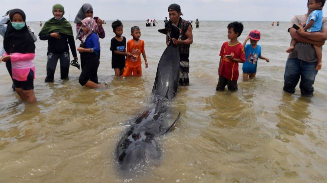 Warga mengamati Paus Pilot Sirip Pendek (Globicephala macrorhynchus) yang terdampar di Pantai Modung, Bangkalan, Jawa Timur, Jumat (19/2/2021).  ANTARA FOTO/Zabur Karuru
