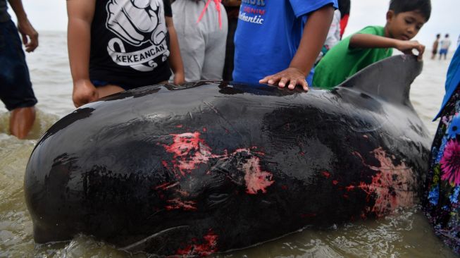 Warga mengamati Paus Pilot Sirip Pendek (Globicephala macrorhynchus) yang terdampar di Pantai Modung, Bangkalan, Jawa Timur, Jumat (19/2/2021).  ANTARA FOTO/Zabur Karuru
