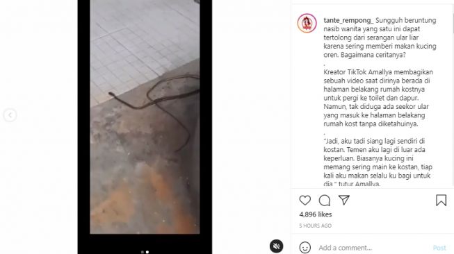 Video seekor kucing selamatkan seorang gadis dari serangan ular di kos. - (Instagram/@tante_rempong_)