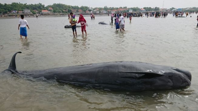 Puluhan Paus Pilot Terdampar di Pantai Modung Madura