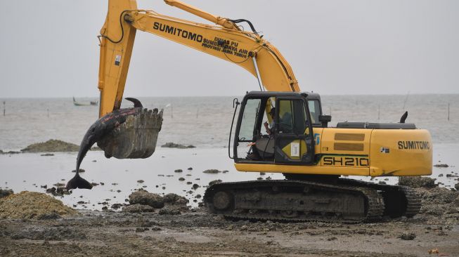 Petugas menggunakan alat berat mengubur bangkai Paus Pilot Sirip Pendek (Globicephala macrorhynchus) yang mati saat terdampar di Pantai Modung, Bangkalan, Jawa Timur, Sabtu (20/2/2021).  ANTARA FOTO/Zabur Karuru