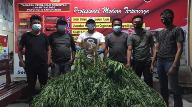 Belasan Jam Jalan Kaki, Polisi Temukan Ganja di Kebun Kopi Bengkulu