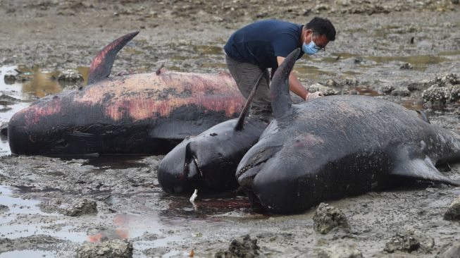 Petugas memeriksa kondisi Paus Pilot Sirip Pendek (Globicephala macrorhynchus) yang mati saat terdampar di Pantai Modung, Bangkalan, Jawa Timur, Sabtu (20/2/2021).  ANTARA FOTO/Zabur Karuru