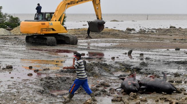 Petugas menggunakan alat berat mengubur bangkai Paus Pilot Sirip Pendek (Globicephala macrorhynchus) yang mati saat terdampar di Pantai Modung, Bangkalan, Jawa Timur, Sabtu (20/2/2021).  ANTARA FOTO/Zabur Karuru