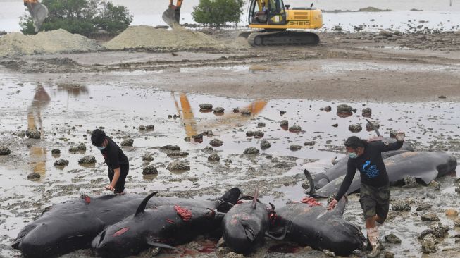 Petugas menggunakan alat berat mengubur bangkai Paus Pilot Sirip Pendek (Globicephala macrorhynchus) yang mati saat terdampar di Pantai Modung, Bangkalan, Jawa Timur, Sabtu (20/2/2021).  ANTARA FOTO/Zabur Karuru
