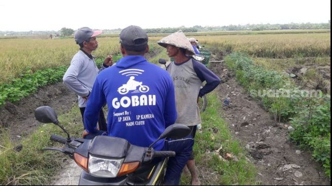 Hanya di Demak, Ojek Unik yang Hanya Beroprasi di Sawah, Namanya Gobah