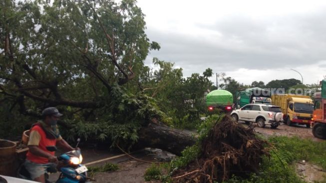 Pohon tumbang menutup jalan provinsi di Kecamatan Bontonompo, Gowa. Perbatasan Kabupaten Gowa dan Kabupaten Takalar, Senin 22 Februari 2021 / [SuaraSulsel.id / Istimewa]