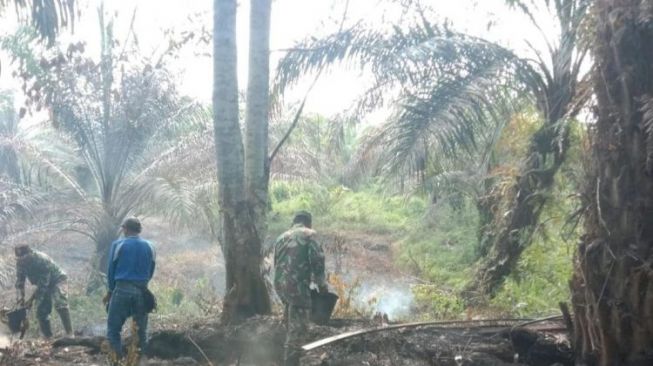 Lahan Sawit di Pasaman Barat Terbakar, Penyebabnya Puntung Rokok