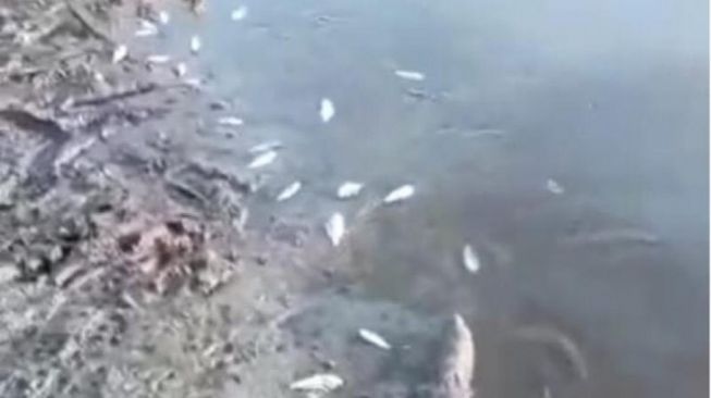 Ratusan Ikan Mati di Sungai Aceh Jaya, Diduga Ini Penyebabnya