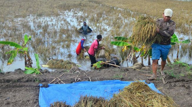 Ribuan Hektare Sawah Di Kudus Gagal Panen Akibat Banjir