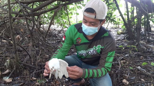 Banyak Burung Kuntul Mati di Bantul, Begini Penjelasan Dinas Pertanian