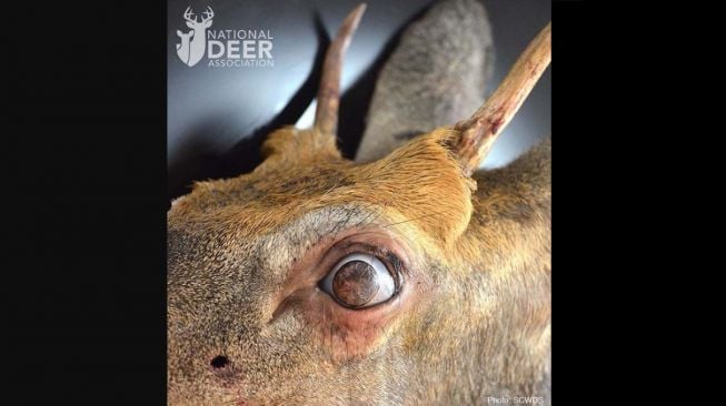 Mata rusa berbulu. [National Deer Association]