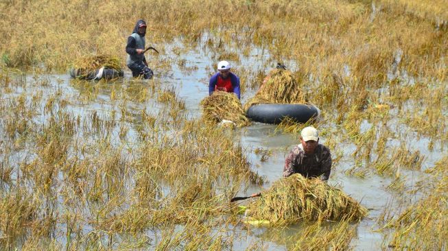 Petani memanen padi yang terendam banjir di persawahan Desa Setrokalangan, Kaliwungu, Kudus, Jawa Tengah, Selasa (23/2/2021). ANTARA FOTO/Yusuf Nugroho
