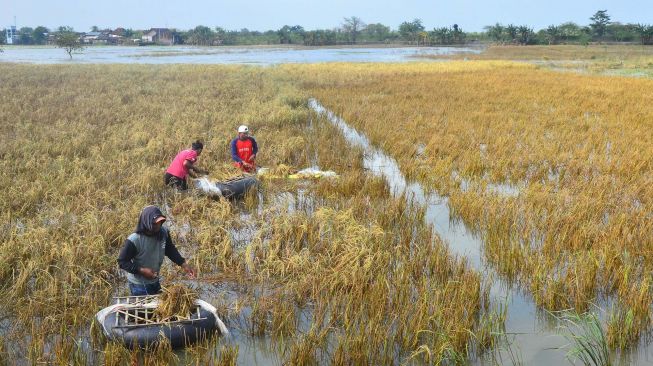 Petani memanen padi yang terendam banjir di persawahan Desa Setrokalangan, Kaliwungu, Kudus, Jawa Tengah, Selasa (23/2/2021). ANTARA FOTO/Yusuf Nugroho
