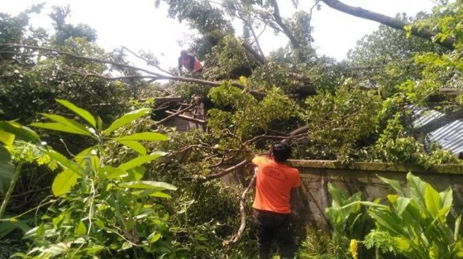 Tabanan Porak-poranda Diterjang Angin Kencang, Banyak Pohon Tumbang