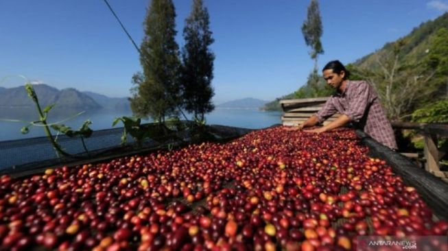 Ilustrasi-Petani menjemur kopi arabika yang baru dipanen di tepi danau Laut Tawar, Aceh Tengah, Aceh, Minggu (19/1/2020). [Antara/Irwansyah Putra/foc].