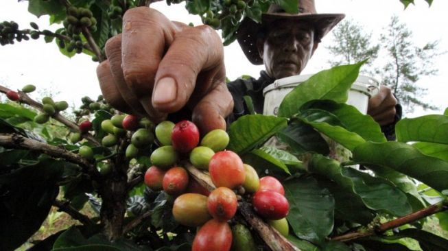 Dikala Petani Kopi Gayo Bertahan Bercocok Tanam Masa Pandemi