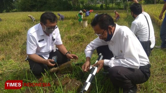 Asik Main Merpati, Warga Bondowoso Temukan Batu Bata Kuno