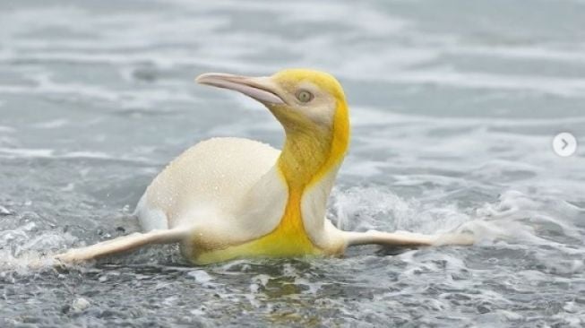 Ada Penguin Kuning Langka, Penyebabnya Jadi Perdebatan