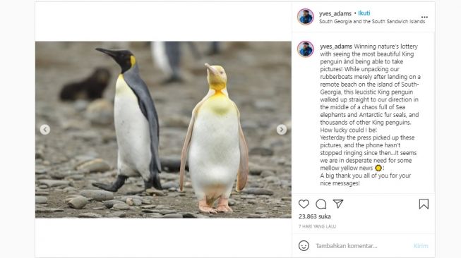 Penguin kuning langka. [Instagram]