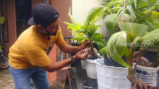 Bonsai Kelapa, Kreasi Tanaman Warga Wedomartani di Masa Pandemi Covid-19