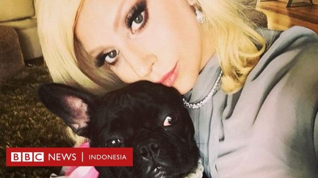 2 Bulldog Lady Gaga Dicuri, Orang yang Bawa Anjing Itu Jalan-jalan Ditembak