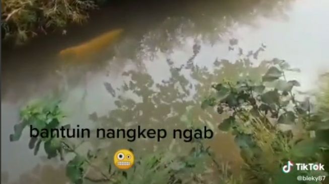 Heboh Ikan Hias Ada di Parit, Warganet: Duit 50 Juta Lagi Berenang