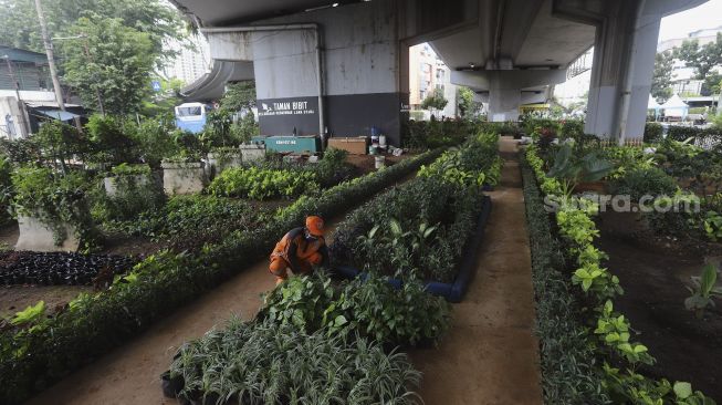 Petugas PPSU merawat tanaman di Taman Bibit Kelurahan Kebayoran Lama Utara, Jakarta, Minggu (28/2/2021). [Suara.com/Angga Budhiyanto]