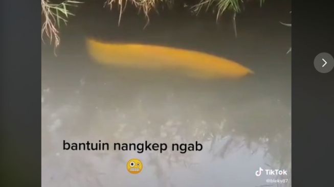 Ikan hias berenang bebas di parit (tiktok)