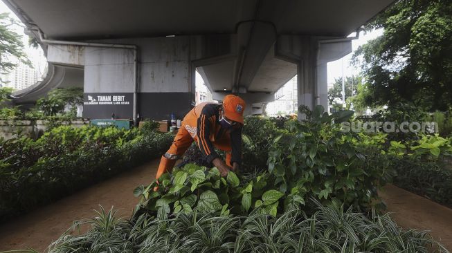 Petugas PPSU merawat tanaman di Taman Bibit Kelurahan Kebayoran Lama Utara, Jakarta, Minggu (28/2/2021). [Suara.com/Angga Budhiyanto]