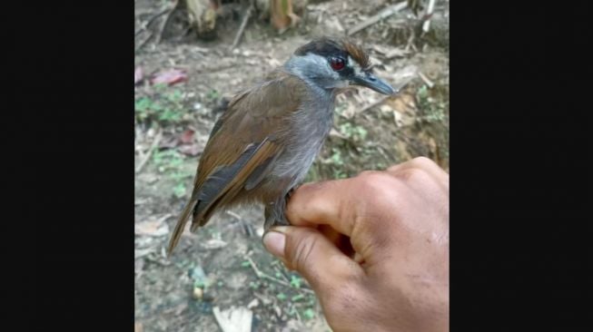 Hilang 170 Tahun, Spesies Burung Misterius Ini Ditemukan di Kalimantan