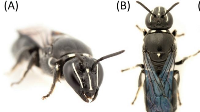 Lebah langka, pharohylaeus lactiferus. [The Journal of Hymenoptera Research]