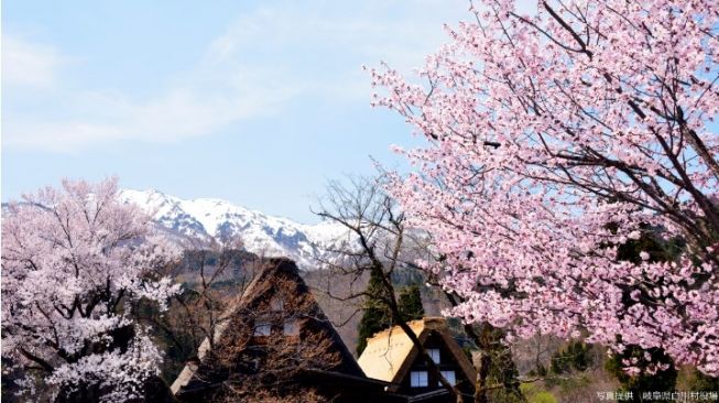 Shirakawa Go (kota Shirakawa). (Dok: pusat informasi Wisata Mitsuboshi Kaidou di Jepang)