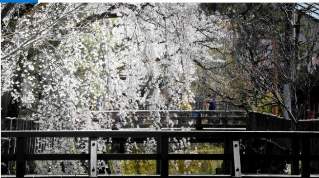 Sungai Enako (Kota Takayama). (Dok: pusat informasi Wisata Mitsuboshi Kaidou di Jepang)