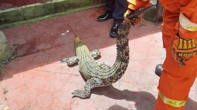 Warga menyerahkan buaya ke Disdamkar Kota Bekasi karena sudah tak sanggup memberi makan.[Dok/Disdamkar Kota Bekasi]