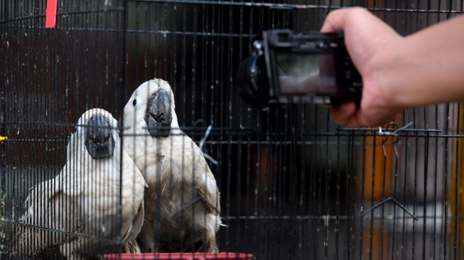 Petugas menata sangkar yang berisi dua ekor Kakatua Jambul Putih (Cacatua alba) saat gelar barang bukti penggagalan pemasukan satwa tanpa dokumen di Balai Besar Karantina Pertanian Surabaya di Sidoarjo, Jawa Timur, Selasa (2/3/2021). ANTARA FOTO/Zabur Karuru