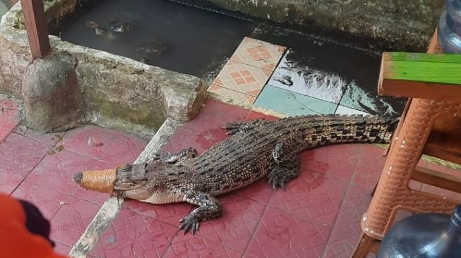 Tak Sanggup Beri Makanan, Warga Serahkan Buaya ke Damkar Kota Bekasi