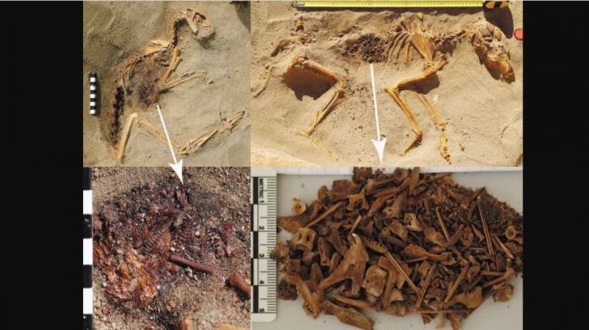 Makam kucing, anjing, dan monyet dari jaman Mesir Kuno. [World Archeology]